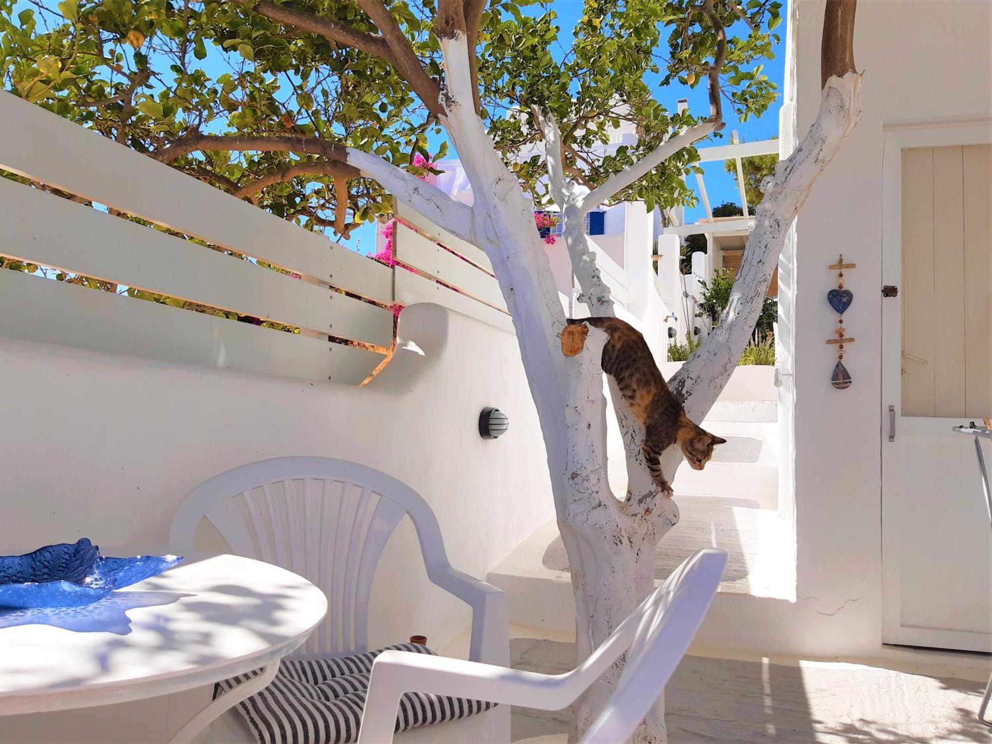 Lemon Tree Maisonette - Naoussa Paros Eksteriør billede